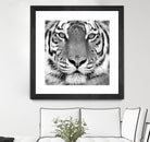Tiger by PhotoINC Studio on GIANT ART - white animals
