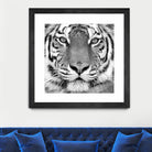 Tiger by PhotoINC Studio on GIANT ART - white animals