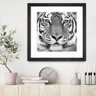 Tiger by PhotoINC Studio on GIANT ART - white animals