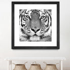Tiger by PhotoINC Studio on GIANT ART - white animals