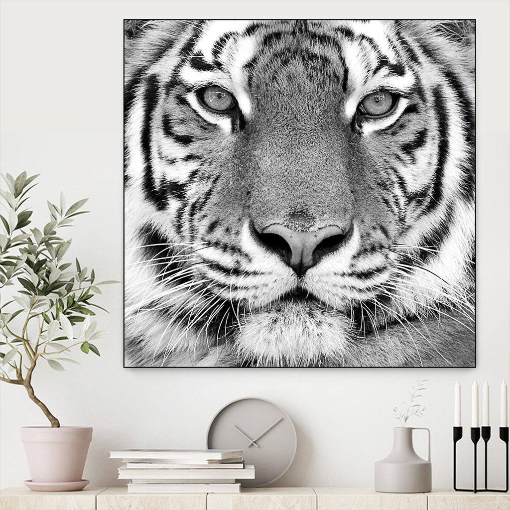 Tiger by PhotoINC Studio on GIANT ART - white animals