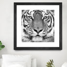 Tiger by PhotoINC Studio on GIANT ART - white animals