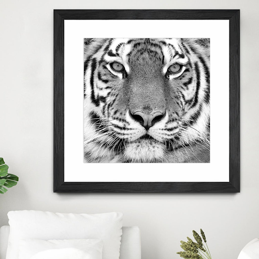 Tiger by PhotoINC Studio on GIANT ART - white animals