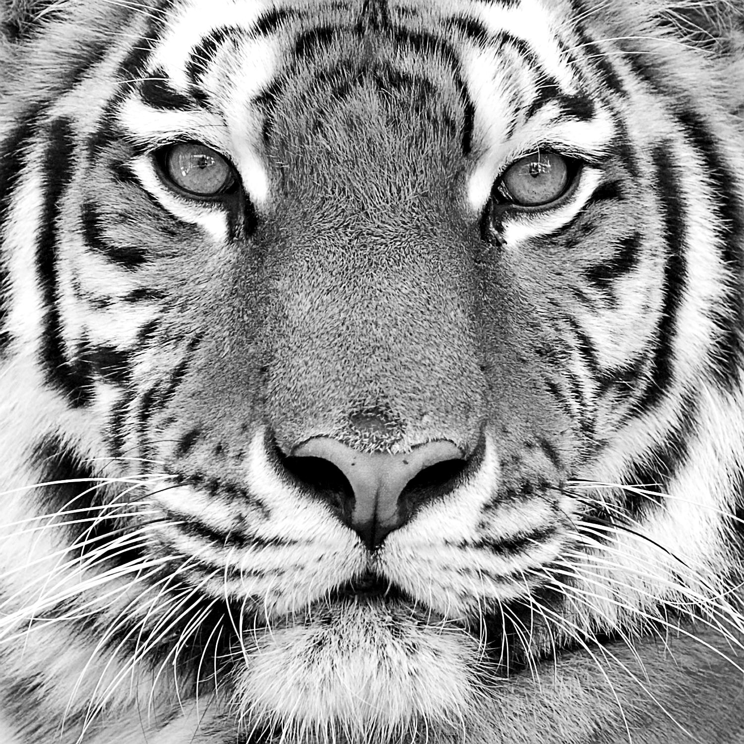 Tigre par PhotoINC Studio sur GIANT ART - animaux blancs