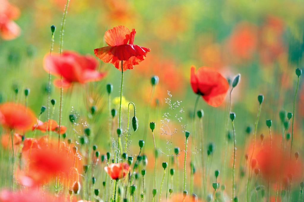 United Colors of Summer by Roeselien Raimond on GIANT ART - multicolor photography; floral/still life; landscapes