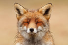 Zen Fox Red Portrait by Roeselien Raimond on GIANT ART - multicolor animals