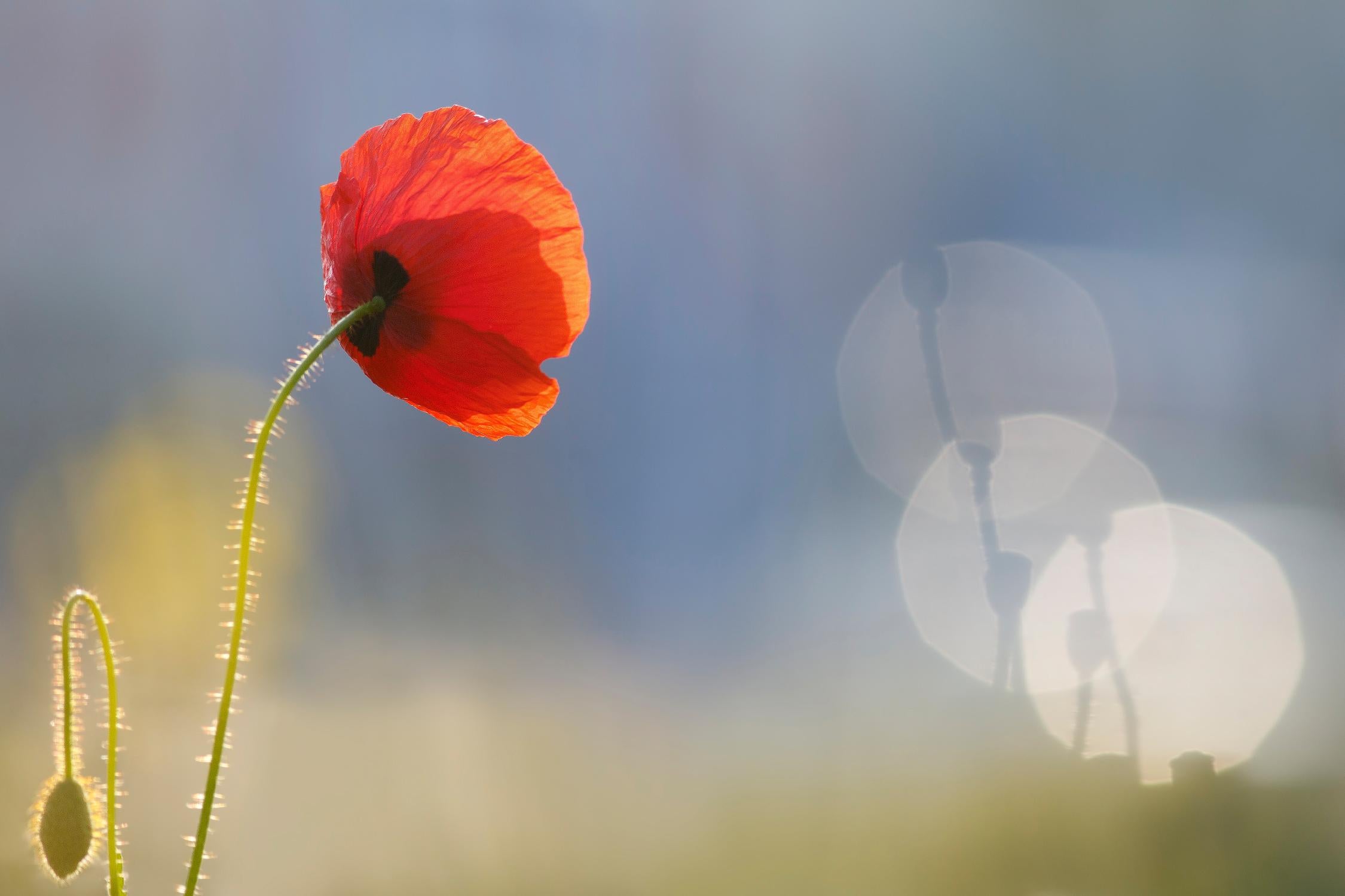 Echoes by Roeselien Raimond on GIANT ART - multicolor photography; floral/still life; landscapes