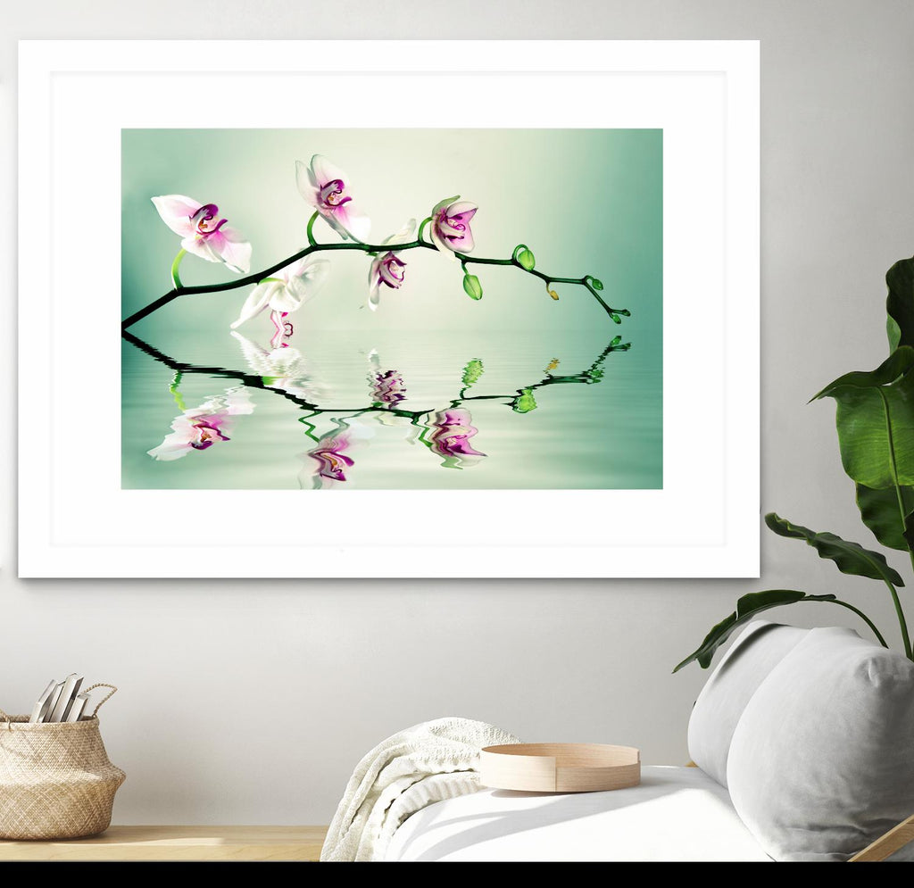 Zen by Lee Sie on GIANT ART - multicolor photography; floral/still life