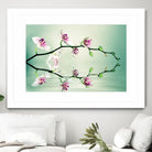 Zen by Lee Sie on GIANT ART - multicolor photography; floral/still life