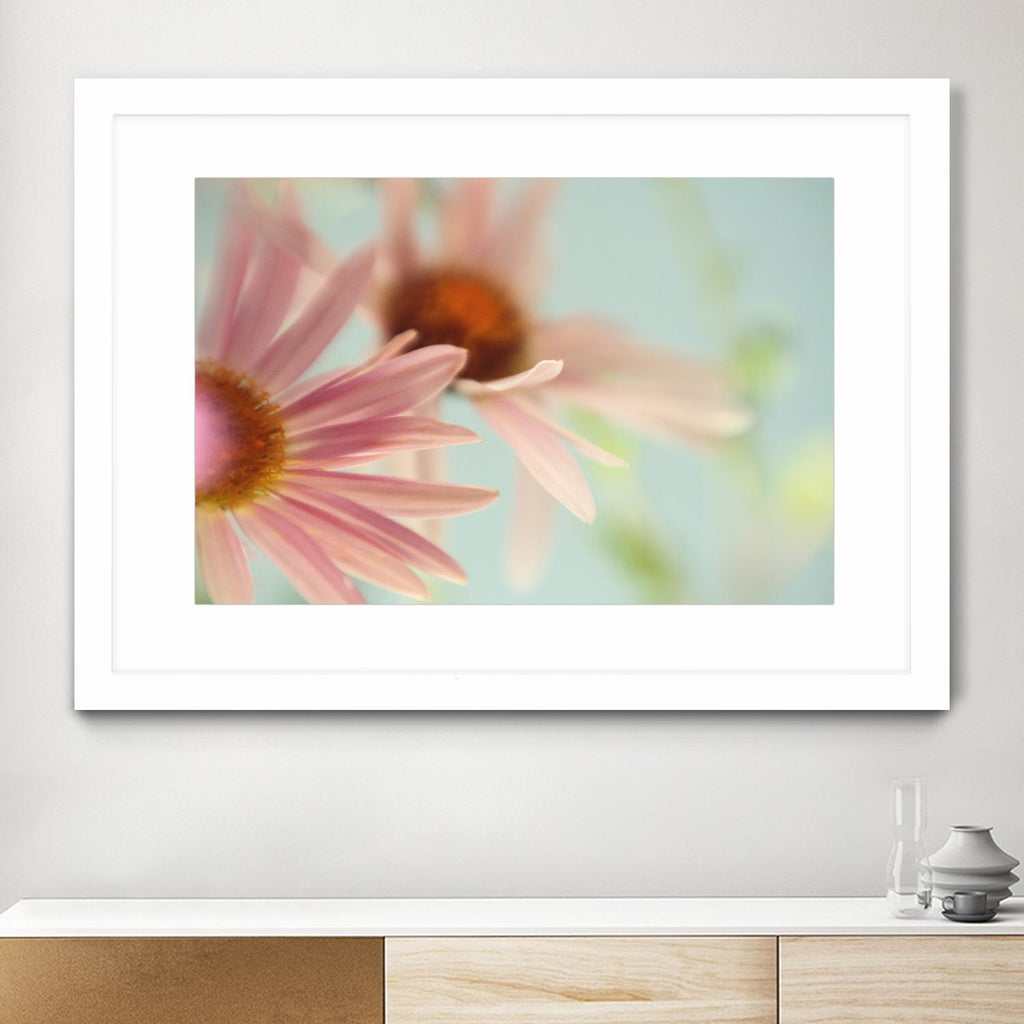 Daisy Days by Judy Stalus on GIANT ART - multicolor photography; floral/still life