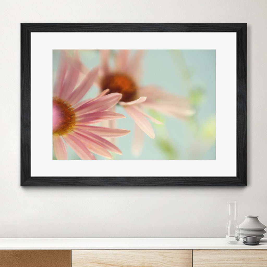 Daisy Days by Judy Stalus on GIANT ART - multicolor photography; floral/still life