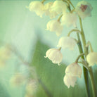 Lily of the Valley by Judy Stalus on GIANT ART - multicolor photography; floral/still life