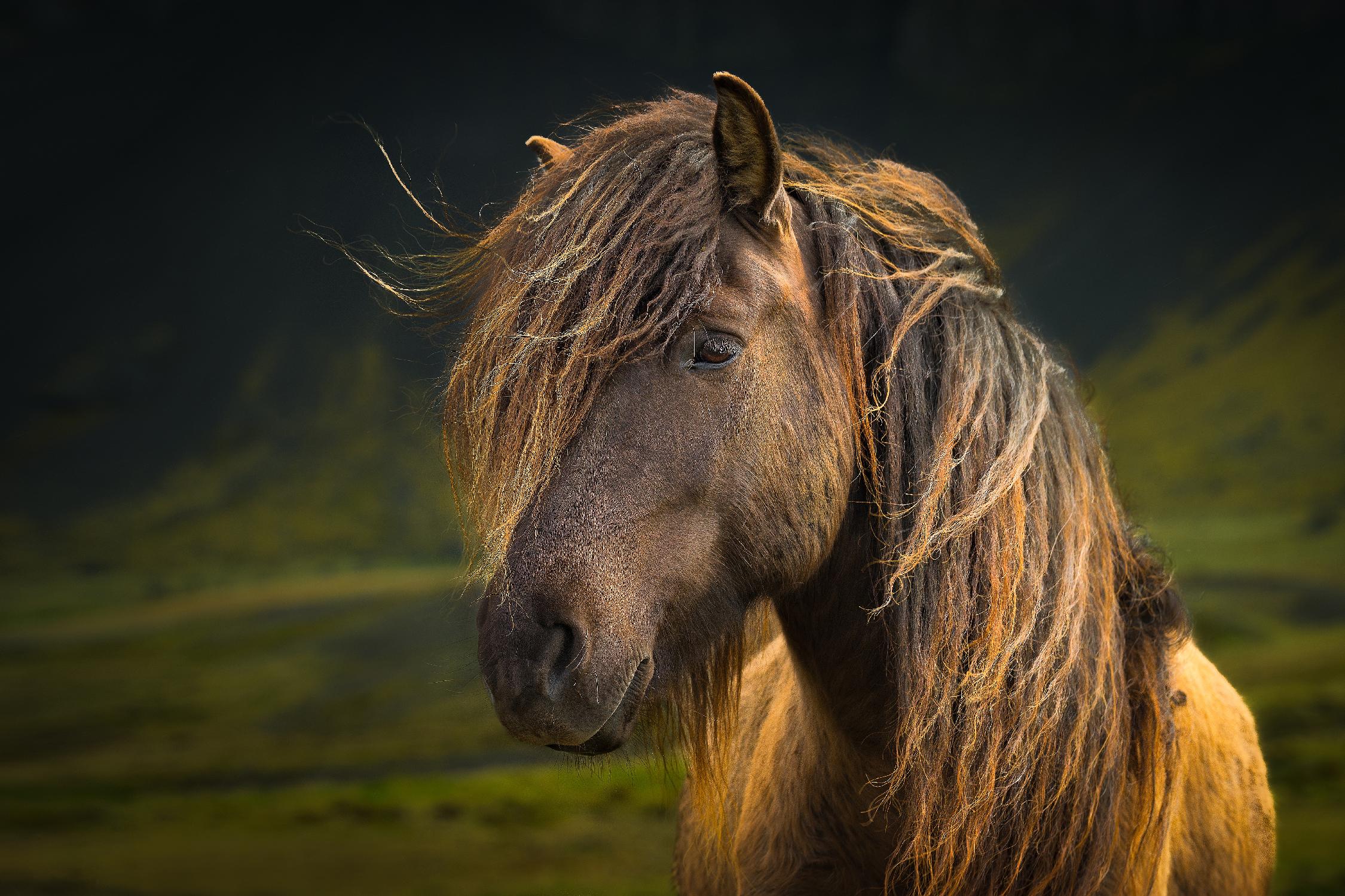 Born To Be Wild by Anne Schneidersmann on GIANT ART - multicolor photography; animals