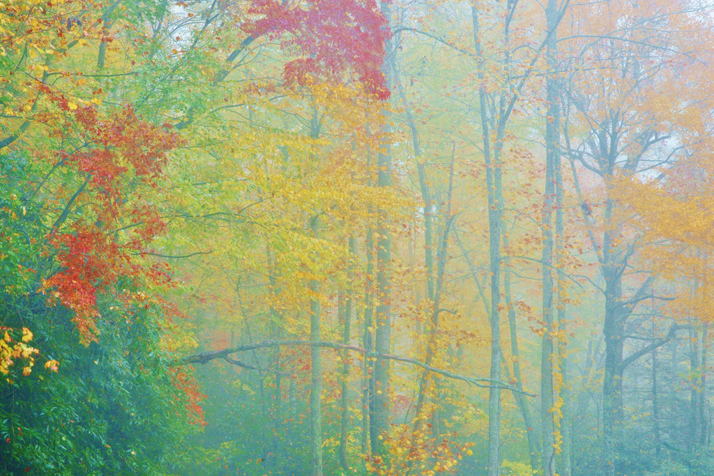 Autumn’s Palette by Steve Vaughn on GIANT ART - multicolor photography; landscapes