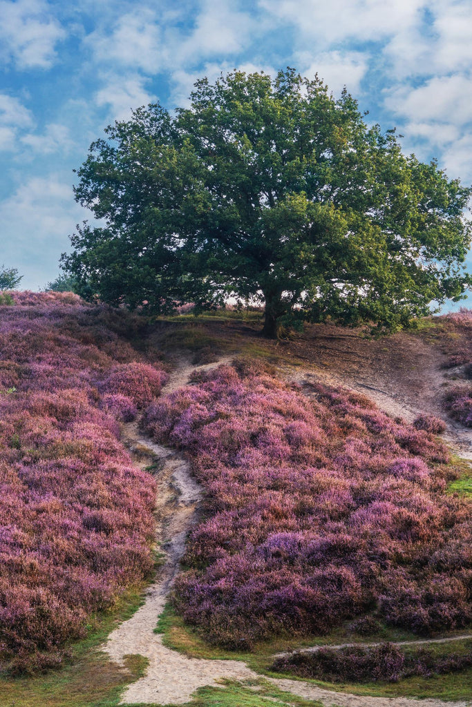 Purple Heath by Lars Van de Goor on GIANT ART - multicolor photography; landscapes