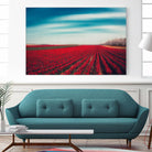 Tulips by Dirk Wuestenhagen on GIANT ART - multicolor photography; landscapes