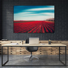 Tulips by Dirk Wuestenhagen on GIANT ART - multicolor photography; landscapes