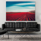 Tulips by Dirk Wuestenhagen on GIANT ART - multicolor photography; landscapes