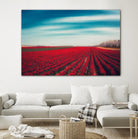 Tulips by Dirk Wuestenhagen on GIANT ART - multicolor photography; landscapes