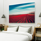 Tulips by Dirk Wuestenhagen on GIANT ART - multicolor photography; landscapes