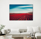 Tulips by Dirk Wuestenhagen on GIANT ART - multicolor photography; landscapes