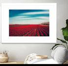 Tulips by Dirk Wuestenhagen on GIANT ART - multicolor photography; landscapes