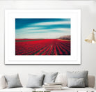 Tulips by Dirk Wuestenhagen on GIANT ART - multicolor photography; landscapes