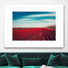 Tulips by Dirk Wuestenhagen on GIANT ART - multicolor photography; landscapes