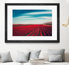 Tulips by Dirk Wuestenhagen on GIANT ART - multicolor photography; landscapes