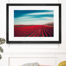 Tulips by Dirk Wuestenhagen on GIANT ART - multicolor photography; landscapes