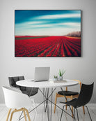 Tulips by Dirk Wuestenhagen on GIANT ART - multicolor photography; landscapes