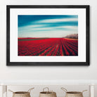 Tulips by Dirk Wuestenhagen on GIANT ART - multicolor photography; landscapes