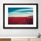 Tulips by Dirk Wuestenhagen on GIANT ART - multicolor photography; landscapes