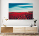 Tulips by Dirk Wuestenhagen on GIANT ART - multicolor photography; landscapes