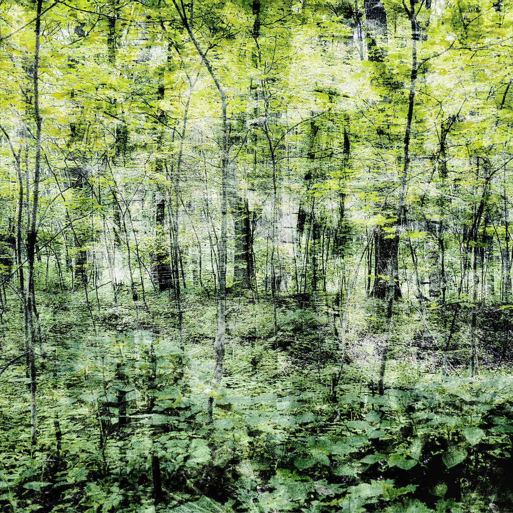 Linear Muse I de John Bingham sur GIANT ART - arbres verts