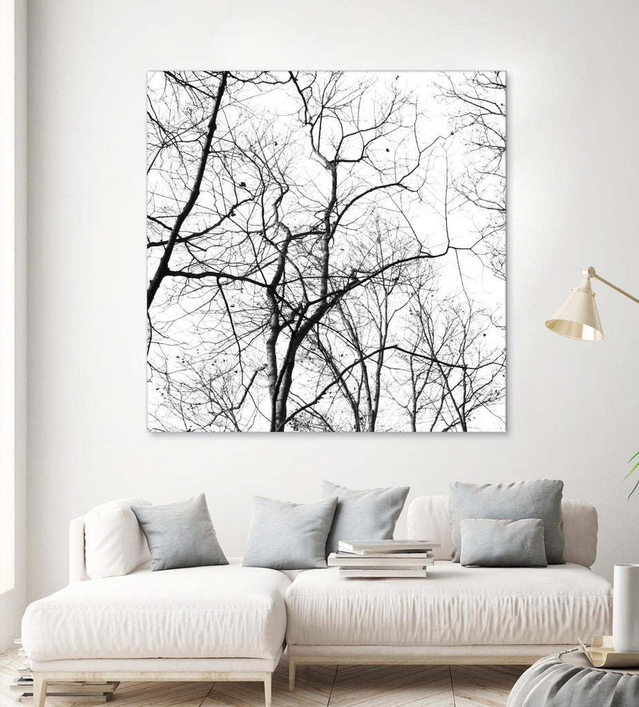 Billows I by Judy Stalus on GIANT ART - black trees