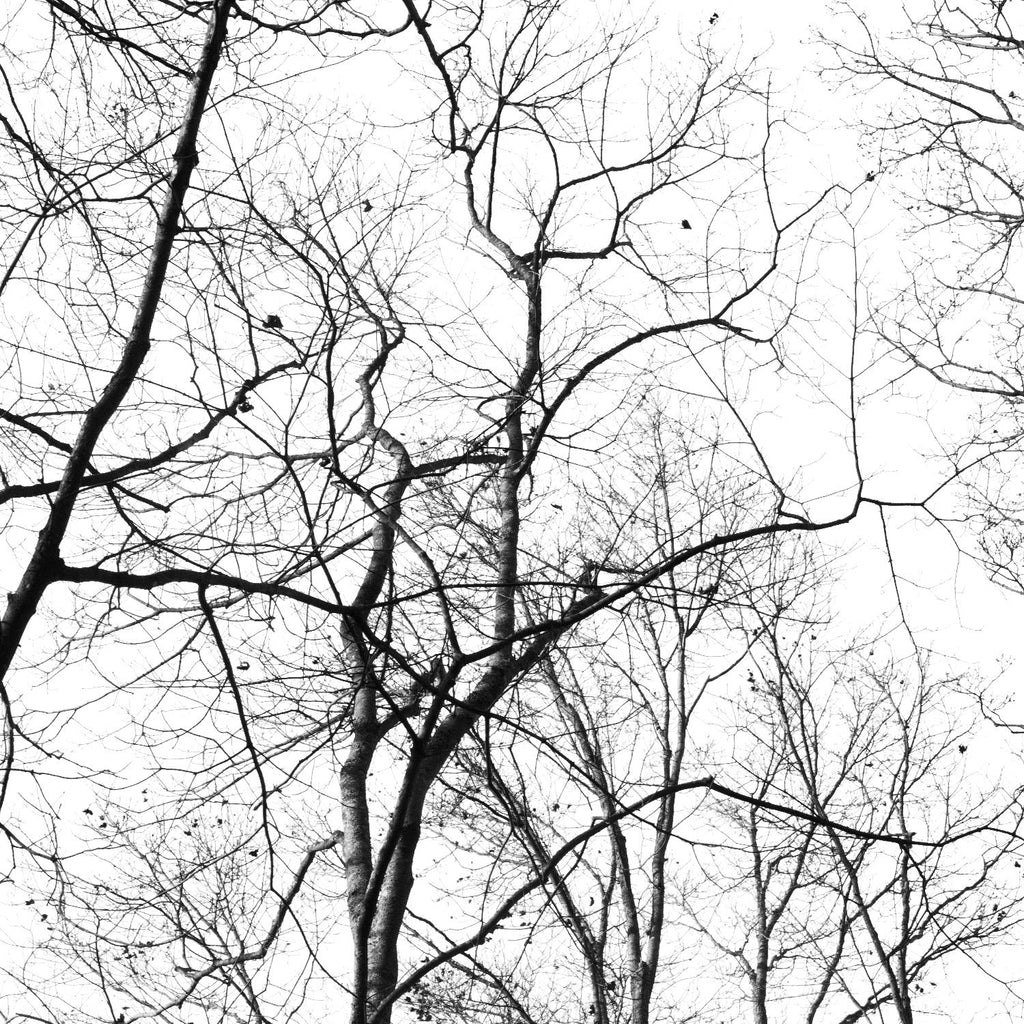Billows I par Judy Stalus sur GIANT ART - arbres noirs