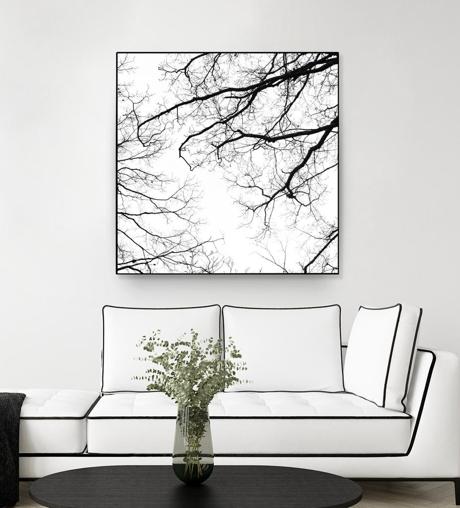 Billows II by Judy Stalus on GIANT ART - black trees