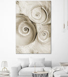 Sea Shell II by Norm Stelfox on GIANT ART - grey nautical