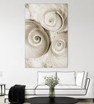 Sea Shell II by Norm Stelfox on GIANT ART - grey nautical
