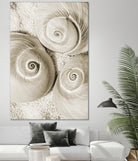 Sea Shell II by Norm Stelfox on GIANT ART - grey nautical