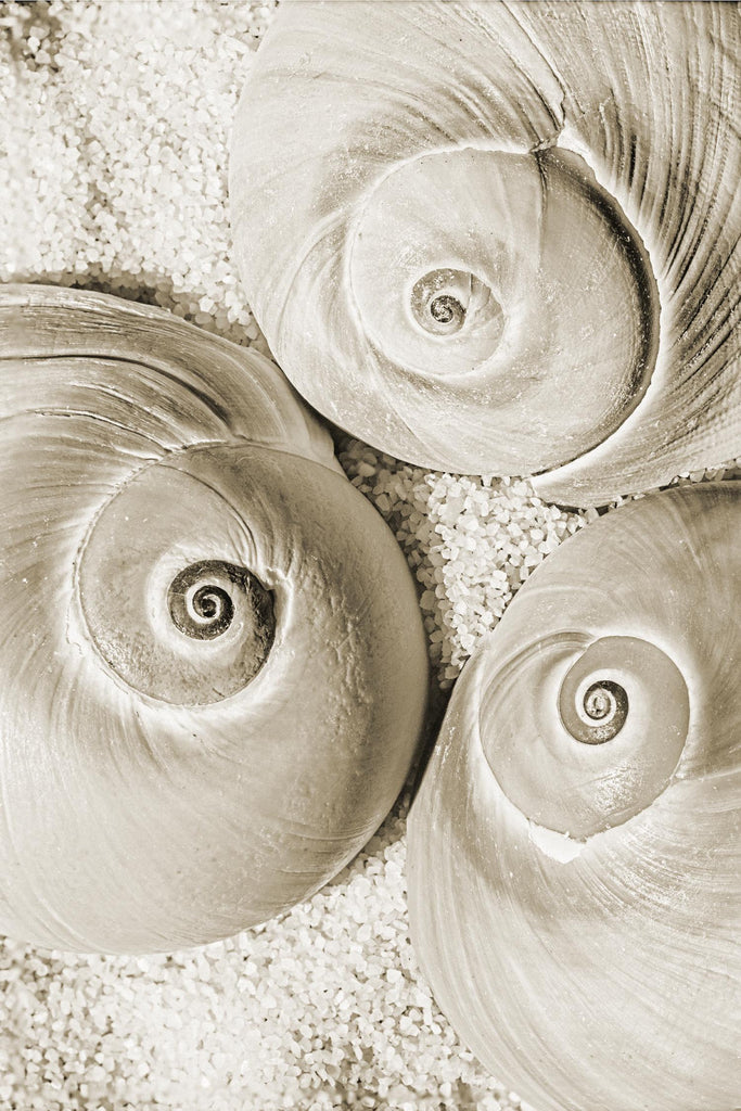 Sea Shell II by Norm Stelfox on GIANT ART - grey nautical