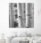 Birches in Grey I by Rick Cotter on GIANT ART - black trees