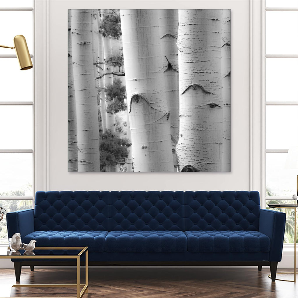Birches in Grey I by Rick Cotter on GIANT ART - black trees