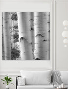 Birches in Grey I by Rick Cotter on GIANT ART - black trees