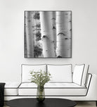 Birches in Grey I by Rick Cotter on GIANT ART - black trees