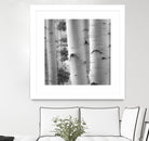 Birches in Grey I by Rick Cotter on GIANT ART - black trees