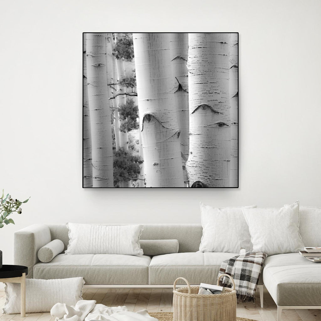 Birches in Grey I par Rick Cotter sur GIANT ART - arbres noirs