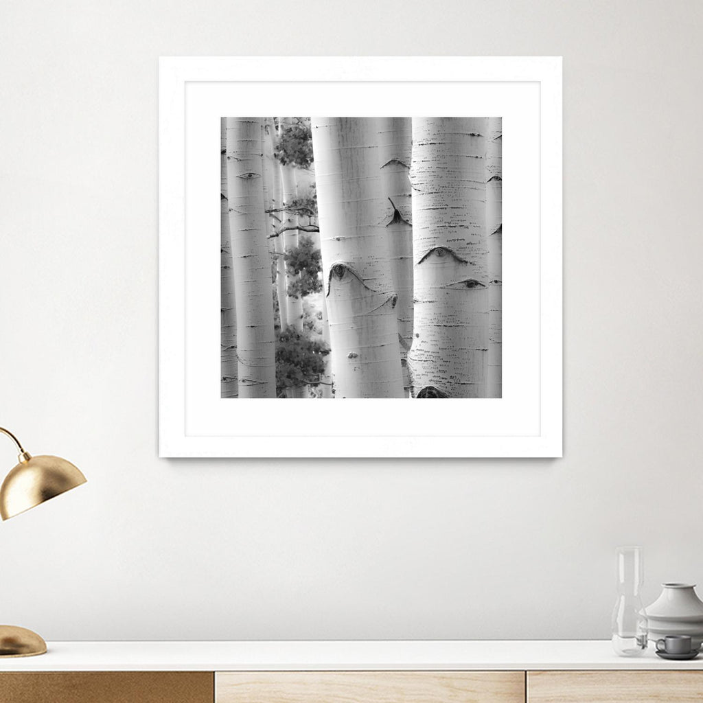 Birches in Grey I par Rick Cotter sur GIANT ART - arbres noirs