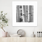 Birches in Grey I by Rick Cotter on GIANT ART - black trees